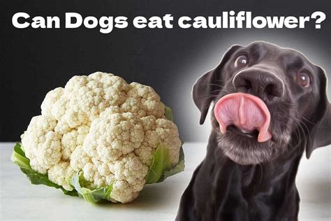 Can Dogs Eat Cauliflower? Is It Really Safe For Dogs?
